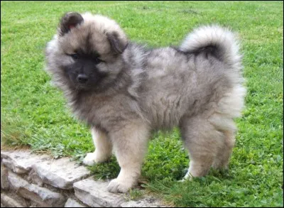 Quelle est la couleur principale de cette race ?