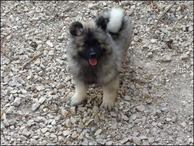 Quel est le rapport du spitz loup à son maitre ?