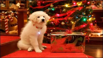 Comment le chien a-t-il reçu la vie ?