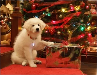 Lorsqu'il s'est retransformé en peluche, pourquoi le chien a-t-il failli être brûlé ?