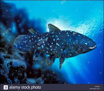 Le Coelacanthe, qui est aussi un dinosaure, existait encore en 2016.