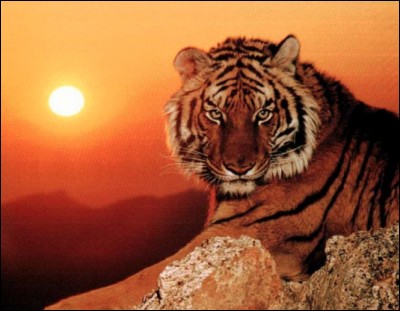 Aimes-tu les tigres ?