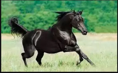 Aimes-tu les chevaux ?