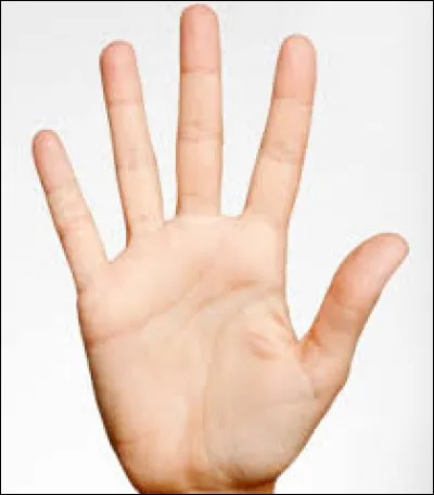 Quel doigt est le plus petit ?