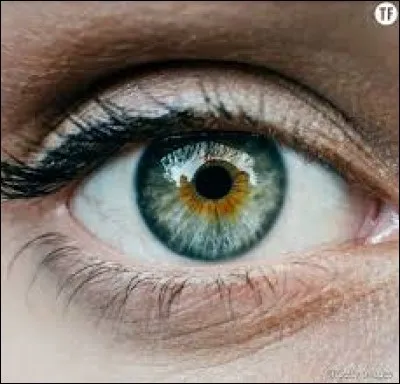 Quel élément de l'il lui donne sa couleur ?