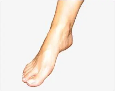 Combien d'os possède un pied humain ?