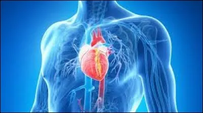 Quel est le but du coeur ?