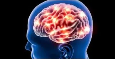 Combien pèse environ un cerveau humain ?