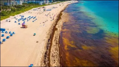 Quelle est cette plante qui, sous la forme d'algues flottantes, s'accumule au large des côtes de Floride en formant une véritable prairie où vont se reproduire les anguilles ?