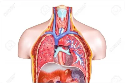 Parmi ces propositions, laquelle n'est pas une partie du corps humain ?