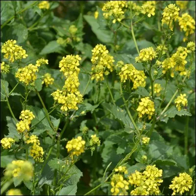 La verdure au taux de calcium modéré est le/la :