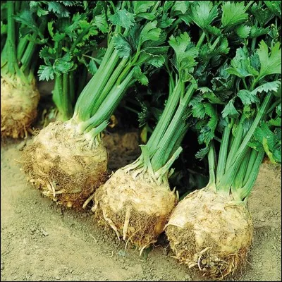 La verdure au taux de calcium modéré est le/la :