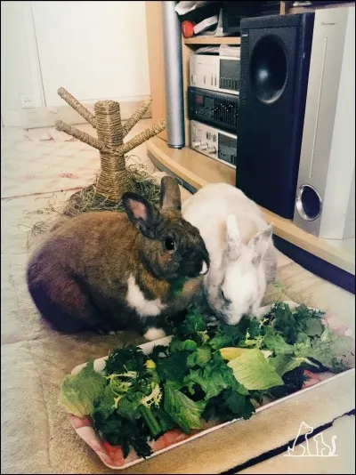 La verdure au taux de calcium élevé est le/la/l' :