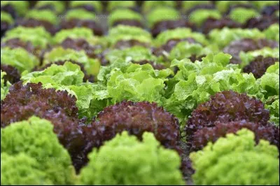 La verdure au taux de calcium modéré est le/la :