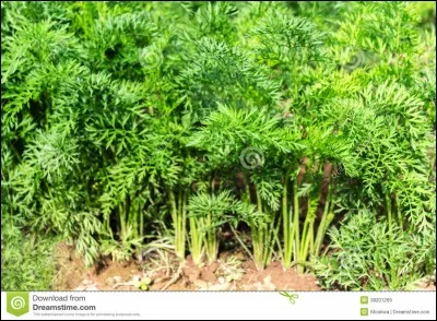 La verdure au taux de calcium faible est la/le :