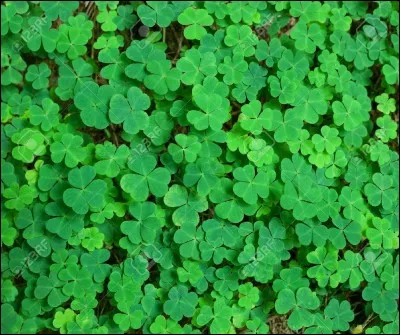 La verdure au taux de calcium modéré est le/la :