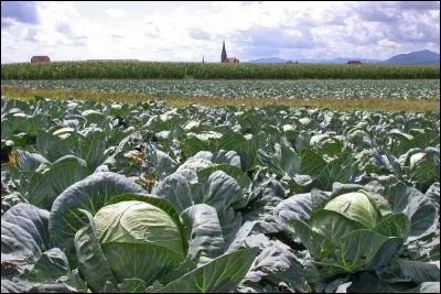La verdure au taux de calcium élevé est la/le :