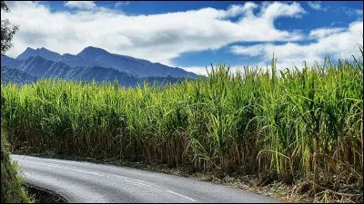 Quel DROM est le premier producteur europ&eacute;en de sucre de canne ?