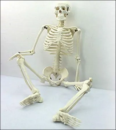 Quel est l'ancien nom de l'os appelé désormais ''patella'' ?