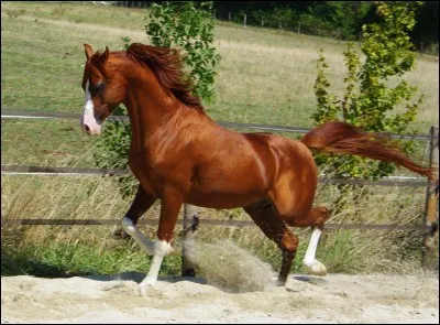 Cette robe est un mélange de poil marron et roux.
Sauras-tu trouver de laquelle il s'agit ?