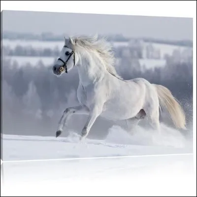 Et ce cheval là, de quelle couleur est-il ?