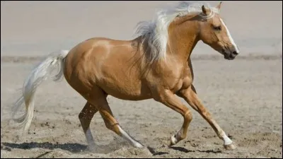 Et la dernière, la magnifique, sublime, merveilleuse
robe !