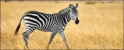 L'animal qui te correspond le plus est...