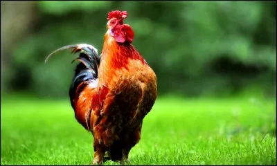 Quel est le nom du coq du ''Roman de Renart'' ?