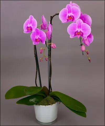 Comment s'appelle ceci anglais ?