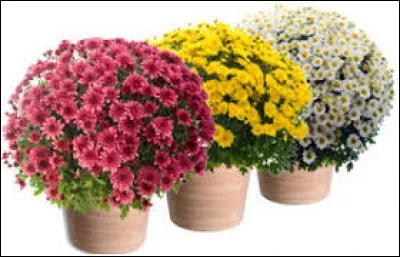 As-tu pensé à commander tes _______________ pour la Toussaint ?