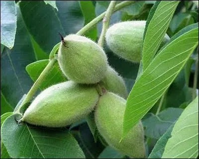 Quel est son nom français ?