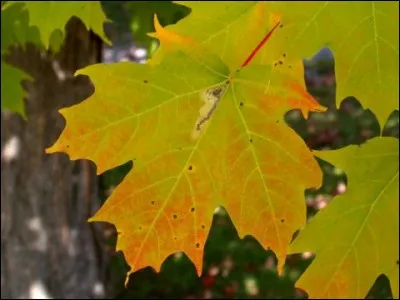 Quel est son nom latin ?