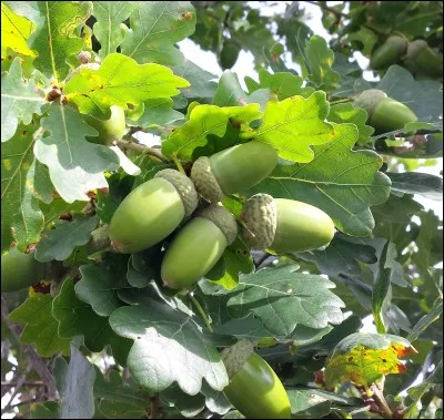 Quel est son nom français ?