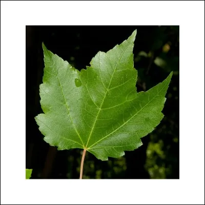 Quelle est son exposition ?