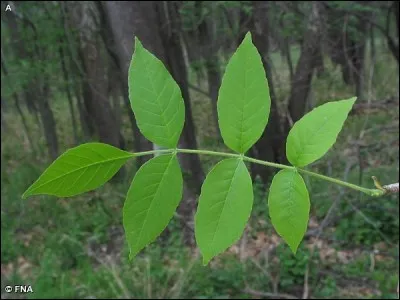 Quel est son nom latin ?
