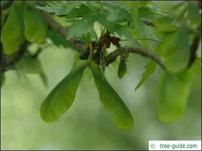 Quelle est son exposition ?