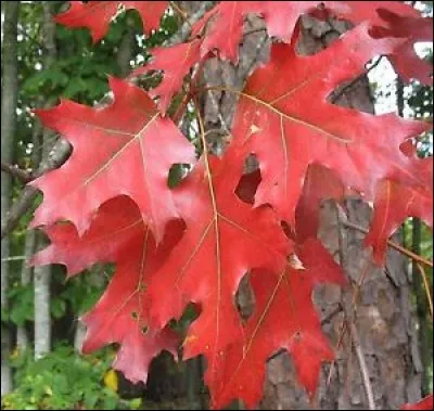 Quel est son nom latin ?