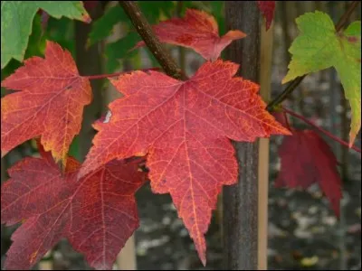 Quel est son nom latin ?