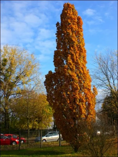 Quel est son nom latin ?