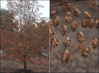 Quel est son nom latin ?