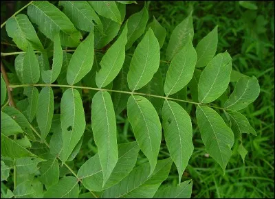 Quel est son nom latin ?