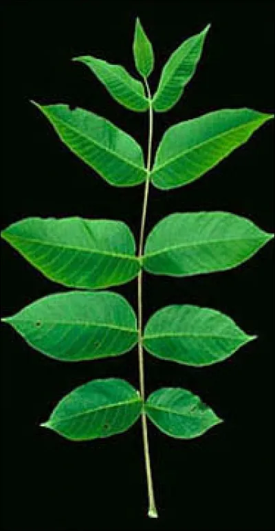 Quel est son nom latin ?