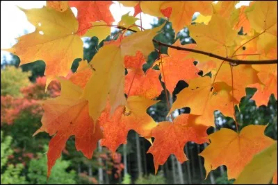 Quelle est son exposition ?