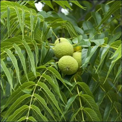 Quelle est son exposition ?