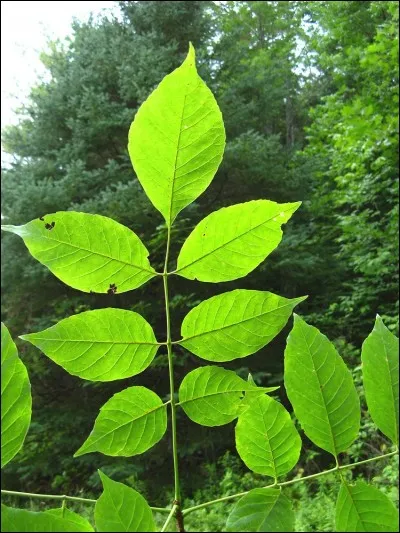 Quel est son nom français ?
