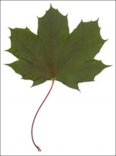 Quelle est son exposition ?