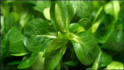 Quel nom portait l'étoffe de soie très légère du XIVe siècle ?