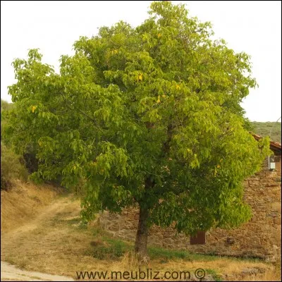 Quel peintre français a été élu à la Royal Academy en 1947 et à l'Académie royale de Belgique en 1948 ?