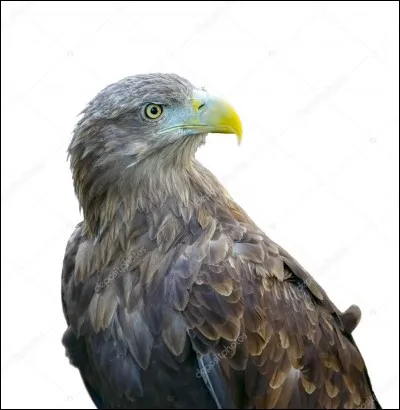 De quel pays l'aigle des steppes est-il l'emblème ?