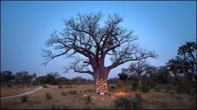 Retrouvez l'emblème du Botswana !